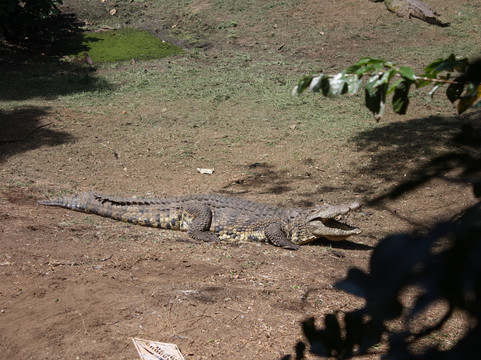 Crocodile Centre St Lucia-圣露西亚必去景点