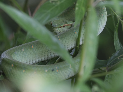 1StopBorneo Wildlife-斗湖必去景点