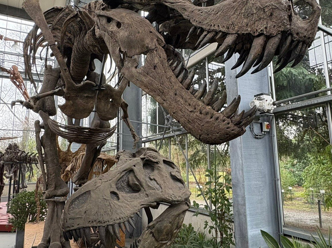 Het Oertijdmuseum-Boxtel必去景点