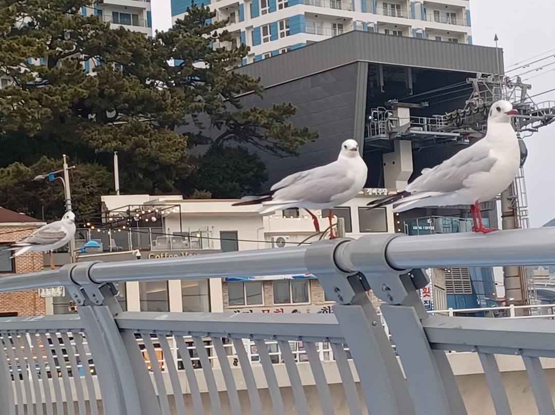Songdo Skywalk-釜山必去景点