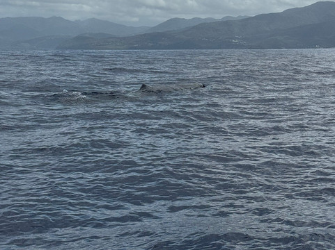 Shelltone Whale Project-Pointe-Noire必去景点