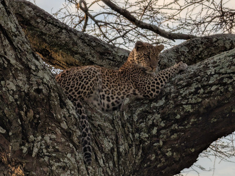 Serengeti Wakanda Tours & Safaris-阿鲁沙必去景点