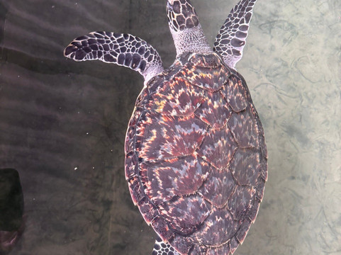 Secret Ceylon Tours & Travels-瓦勒迦玛必去景点