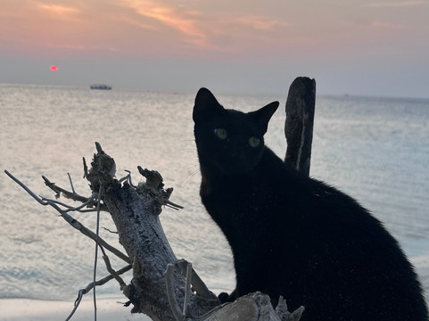 Beach Star Maldives主图