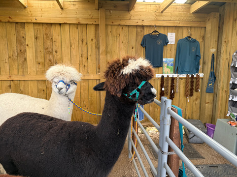 Loch Ness Alpacas-因弗内斯必去景点