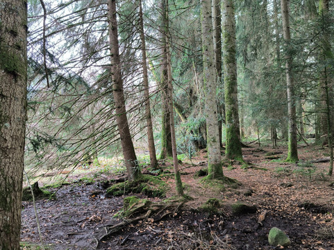 Lac de Longemer-Xonrupt-Longemer必去景点