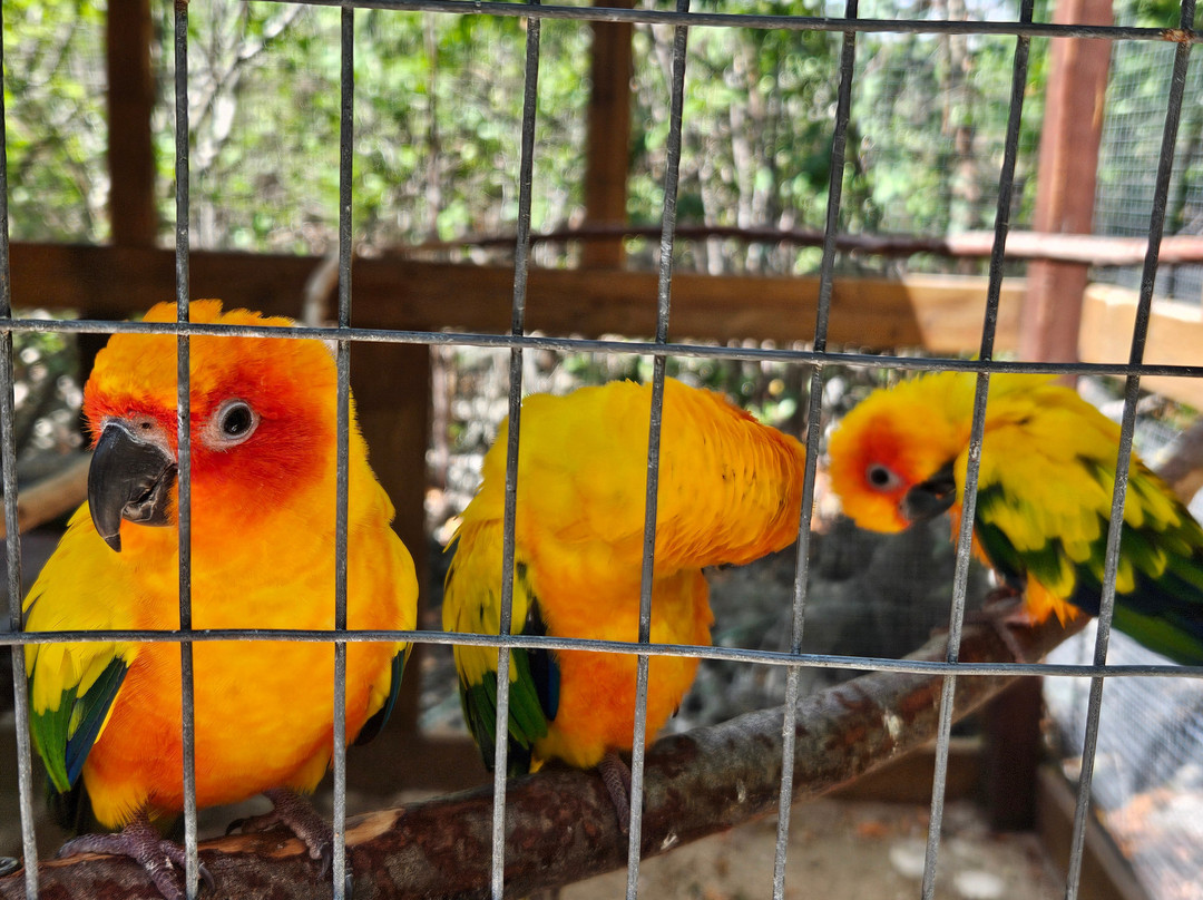 Cayman Parrot Sanctuary-East End必去景点