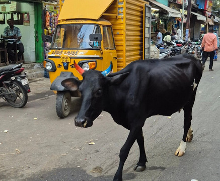 Suryatrips-Vizhinjam必去景点