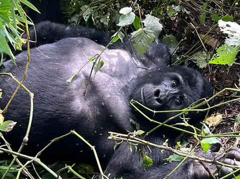 Safari with Edris-坎帕拉必去景点