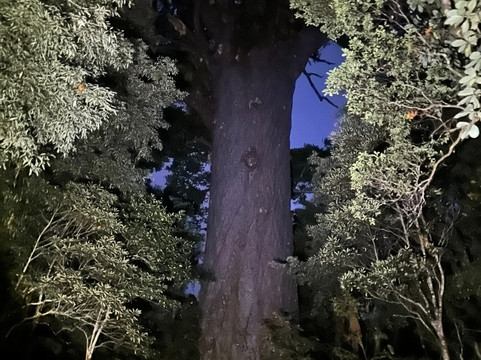 Footprints Waipoua-Waipoua Forest必去景点