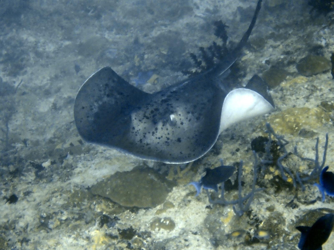 Dive & Sail Ellaidhoo-埃拉胡岛必去景点