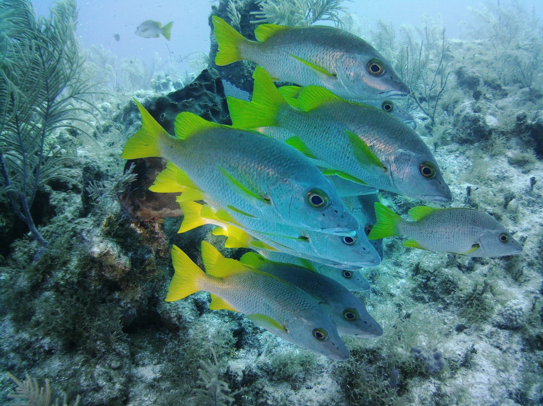 Only Blue Diving Dreams-Cockburn Town必去景点