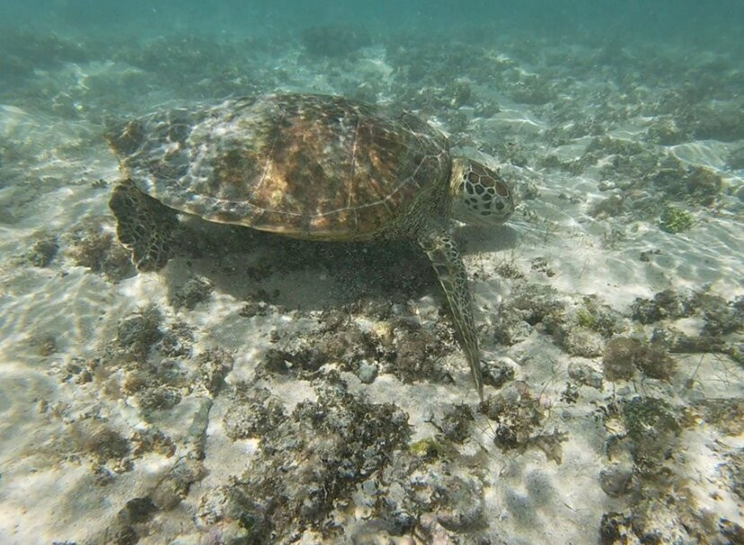 La Mouette Martial-开普马欧呵必去景点