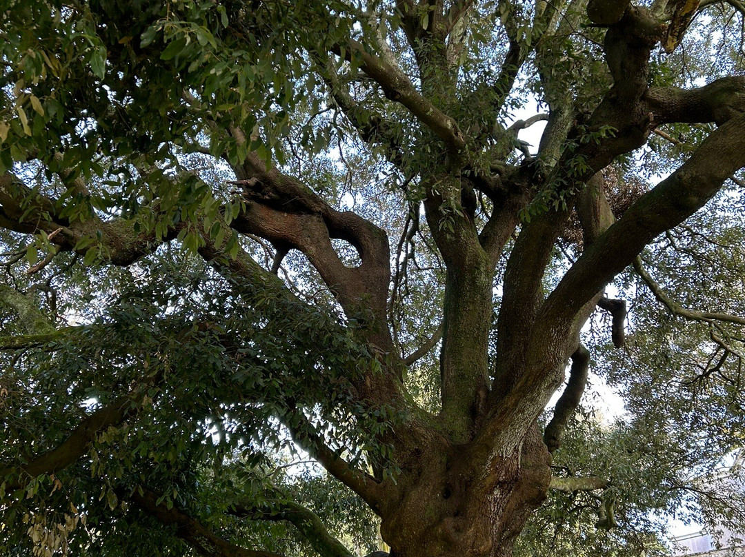 Victoria Gardens-特鲁罗必去景点