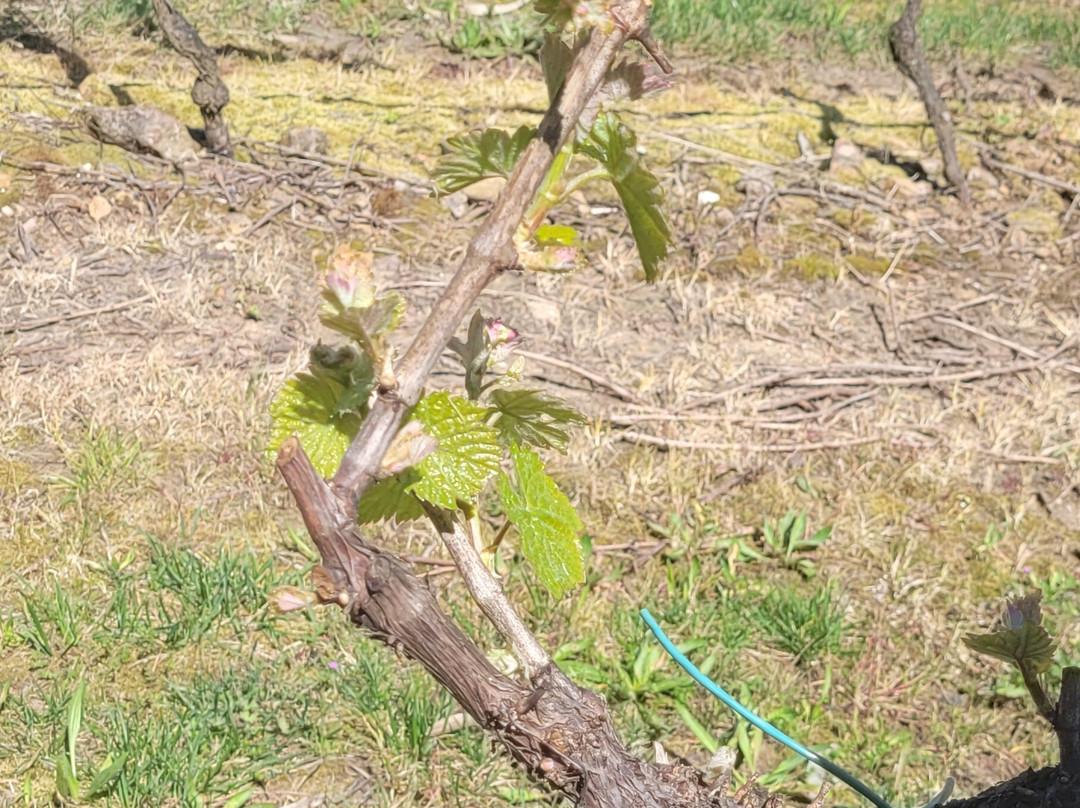 Adegas Valminor-O Rosal必去景点