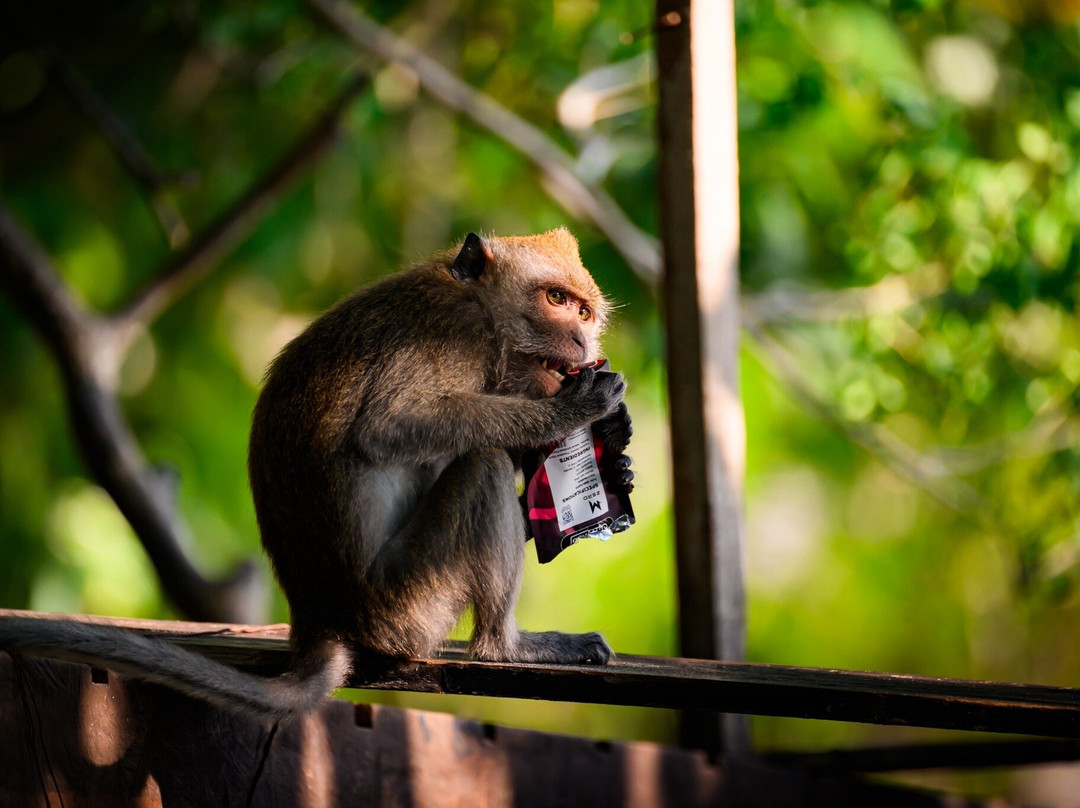Monkey Trail-奥南必去景点