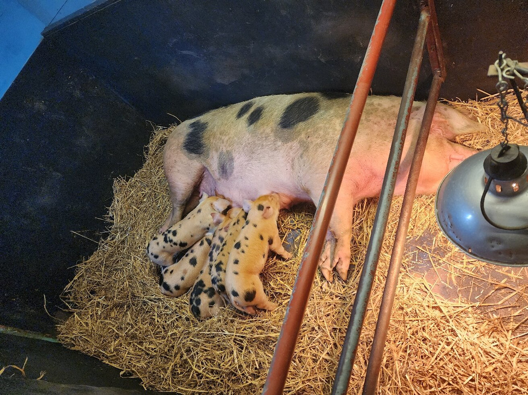 Piglets Adventure Farm-约克必去景点