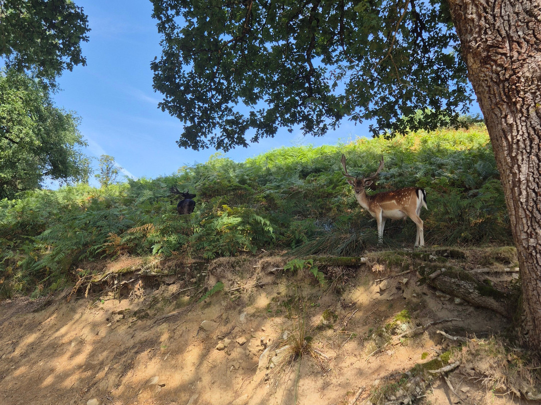 La Vallee des Daims-Junhac必去景点