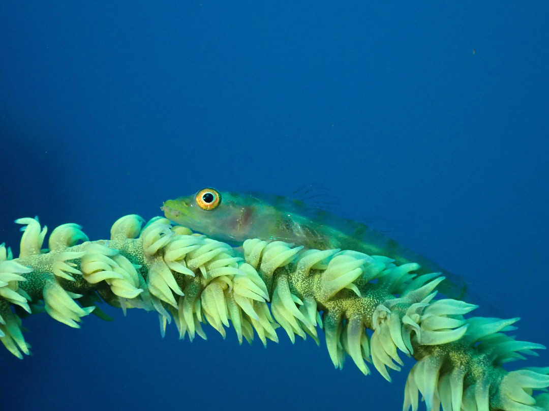 Maui Diamond Sea Sports-玛阿拉也亚必去景点