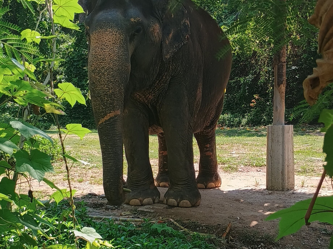 Hidden Forest Elephant Reserve-查龙必去景点