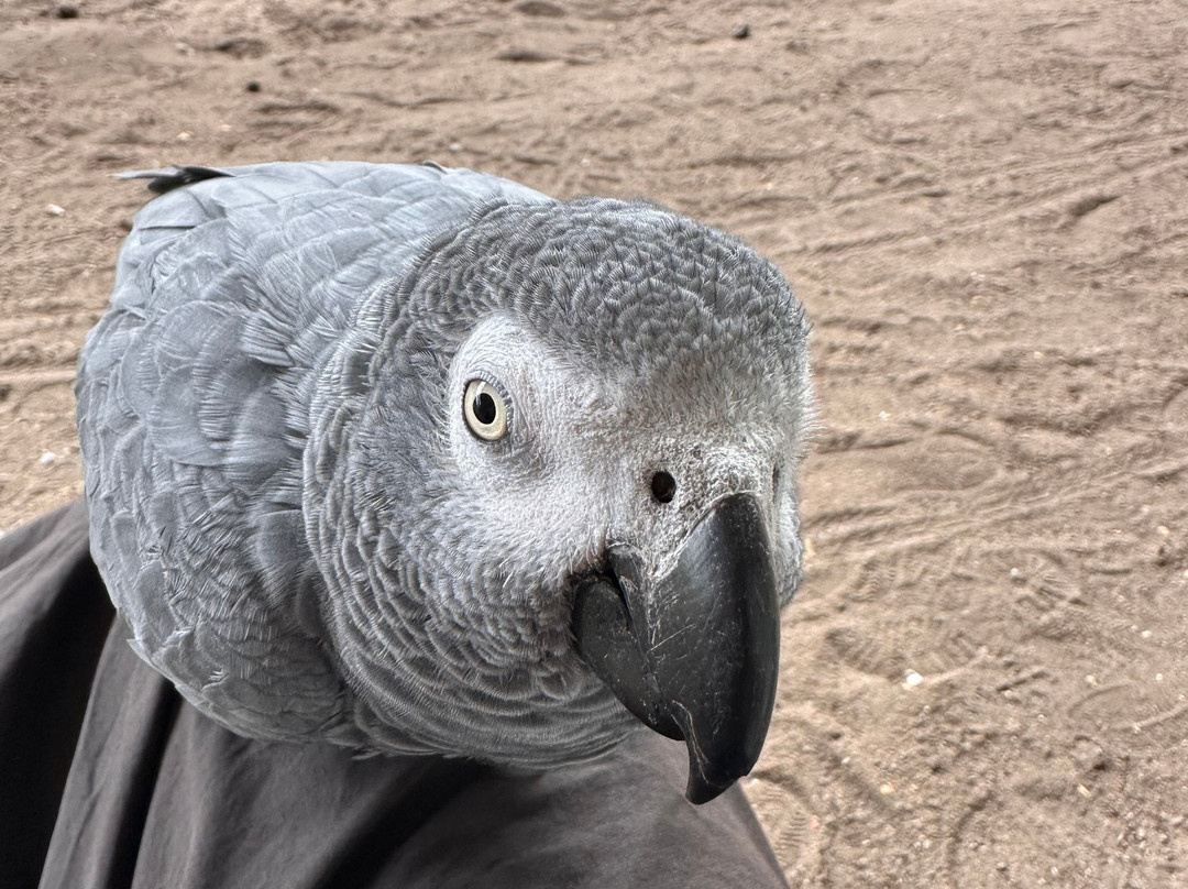 Dyrenes Verden Filskov Mini Zoo i Billund-格林斯泰兹必去景点