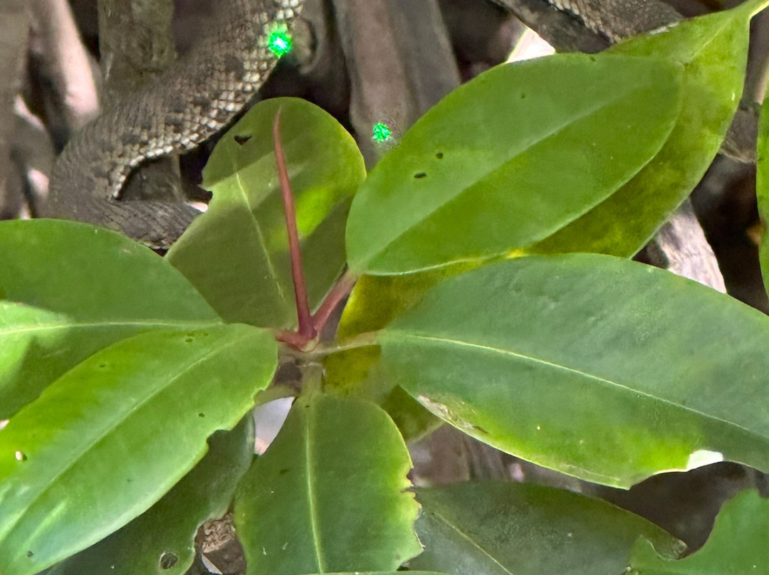 Russian Guide in Langkawi-兰卡威必去景点