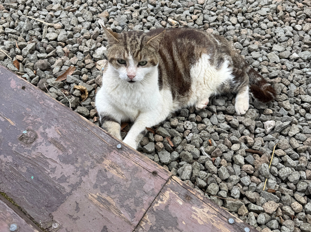 Antigua Rainforest Canopy Tour-安提瓜必去景点