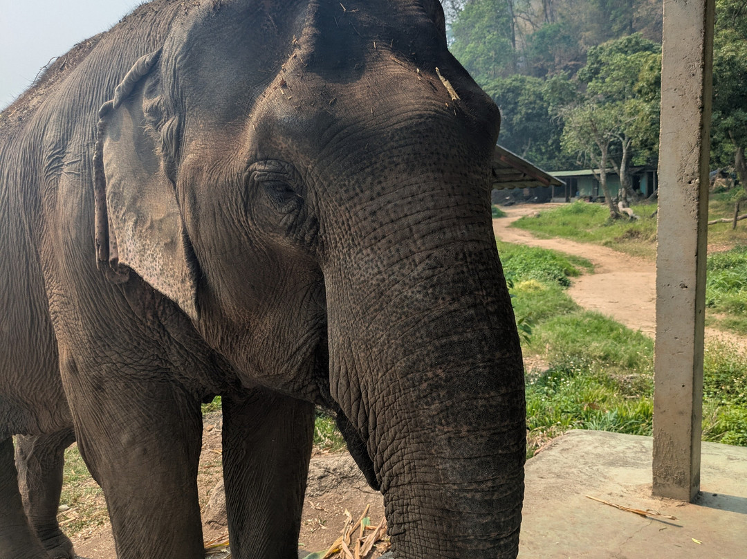 Doi Lom Elephant Rescue Sanctuary-夜登必去景点