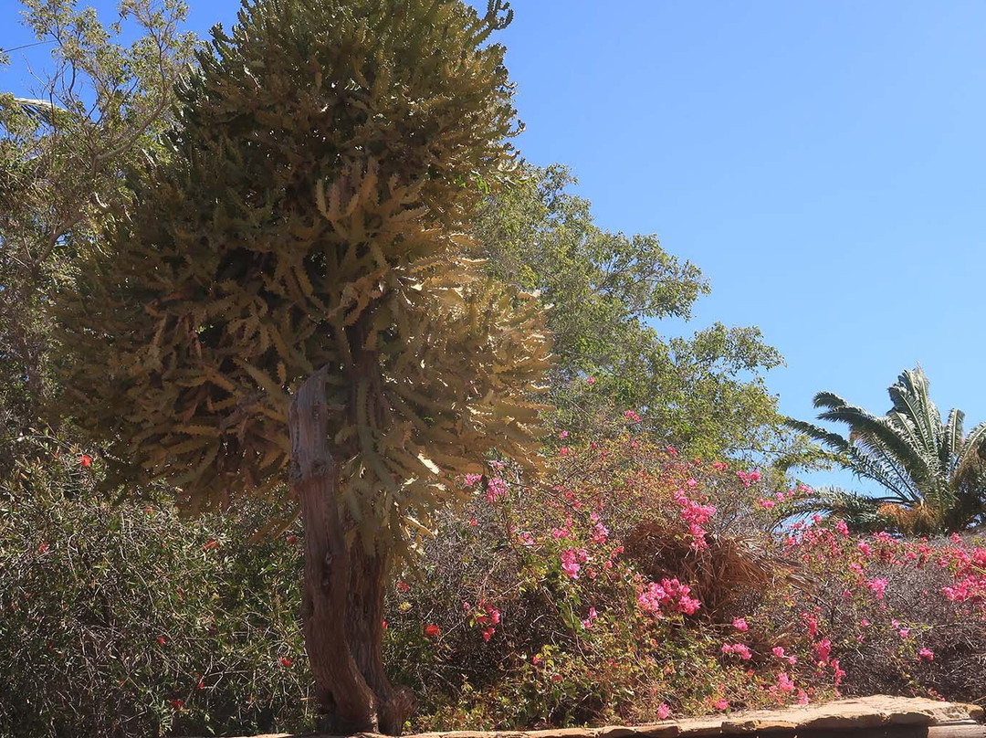 Jardin Botanico-La Lajita必去景点