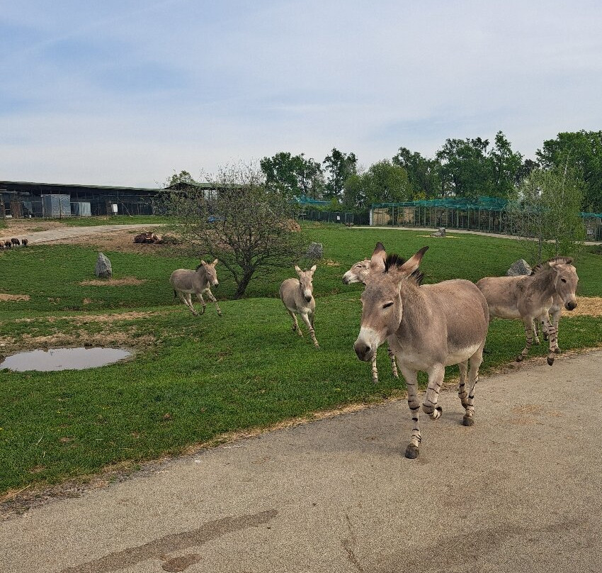 Safari Park-Pombia必去景点