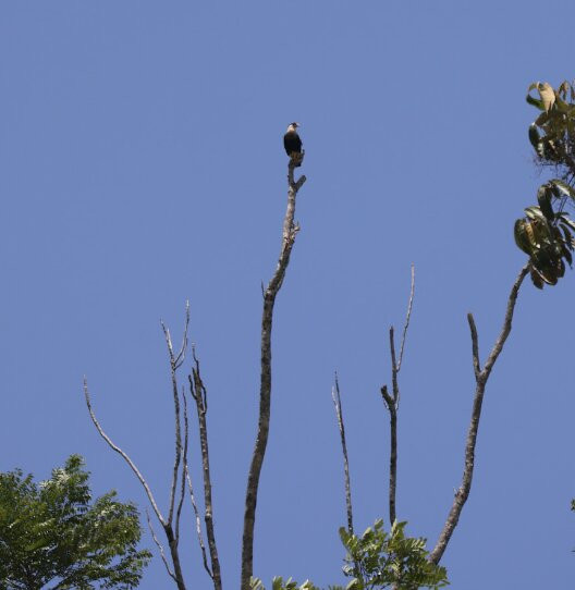 La Perla del Sur Adventures-Sierpe必去景点