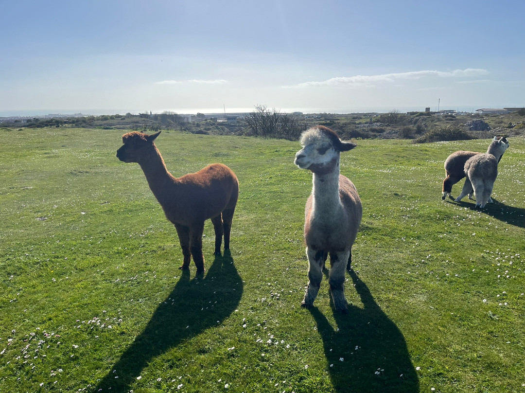 Portland Alpaca Trekking-Weston必去景点