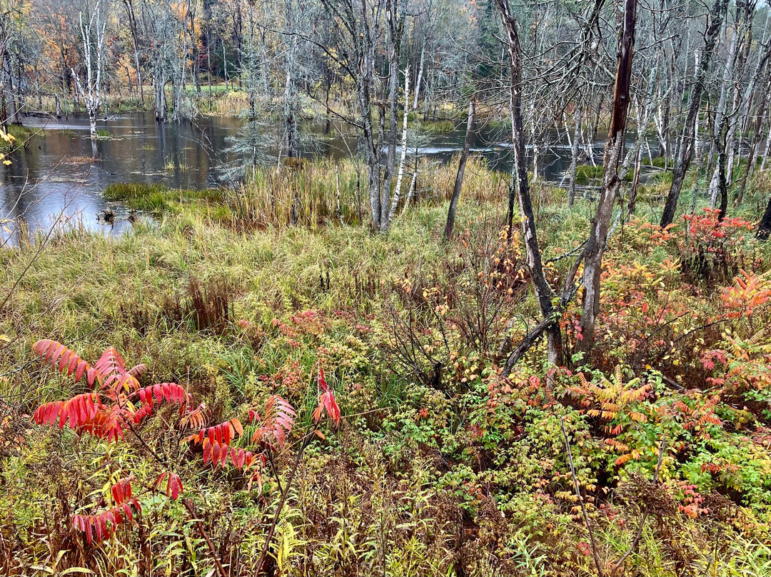 Sturgeon Bay Provincial Park-Pointe au Baril必去景点