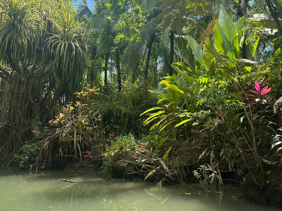 Monkey Mangrove Tour-克波斯必去景点