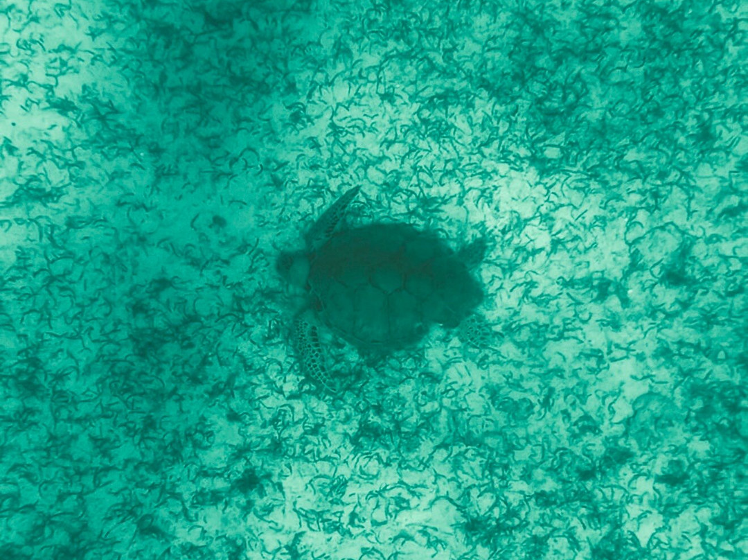 Antilla Shipwreck Aruba-Noord必去景点