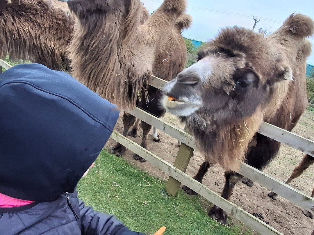 Bridlington Animal Park-布里德灵顿必去景点
