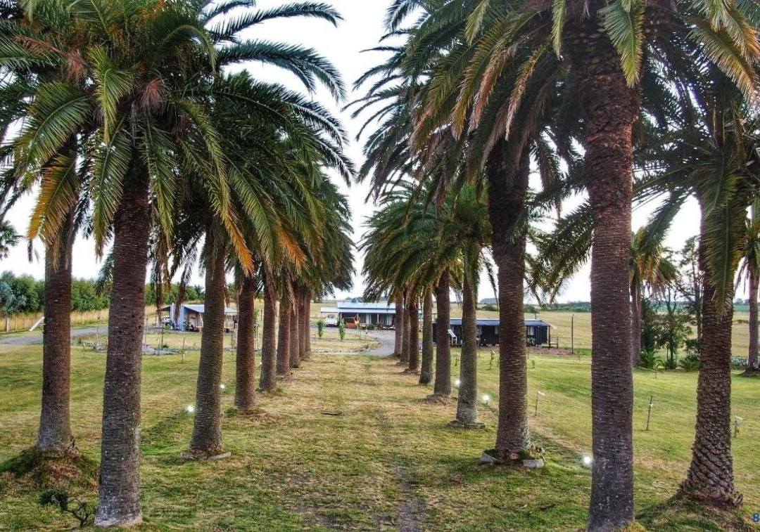Entre Palmeras y Lavandas