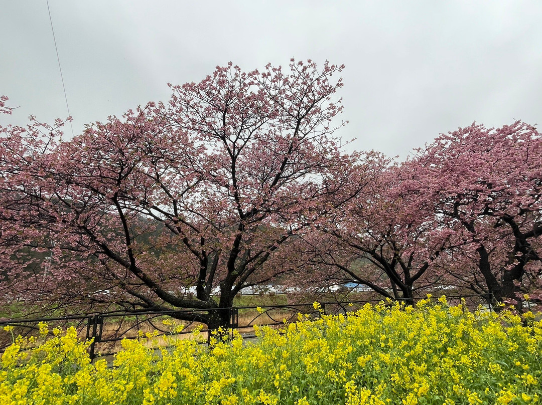 河津樱花-河津町必去景点