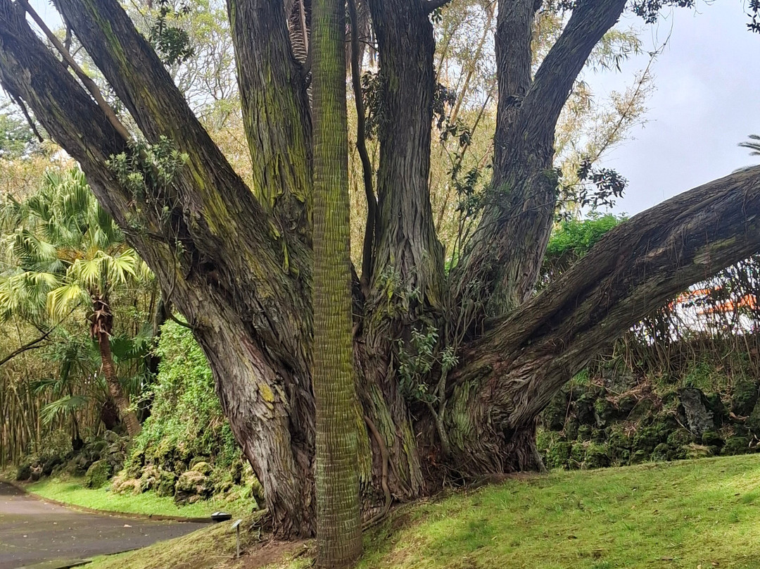 Jardim Botânico António Borges-蓬塔德尔加达必去景点