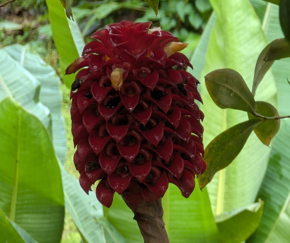 Plantation Beauvallon-Le Morne-Rouge必去景点