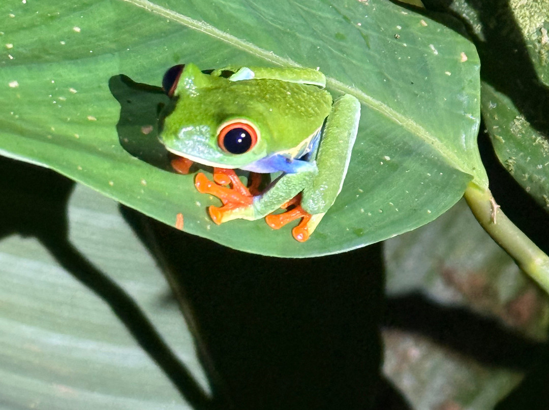 Bijagua Rainforest - Tours-Bijagua de Upala必去景点