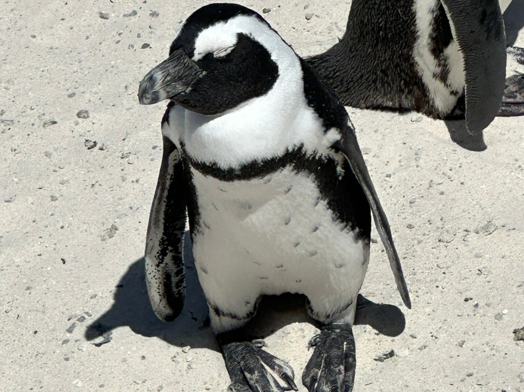 Boulders Beach Penguin Colony-西门镇必去景点
