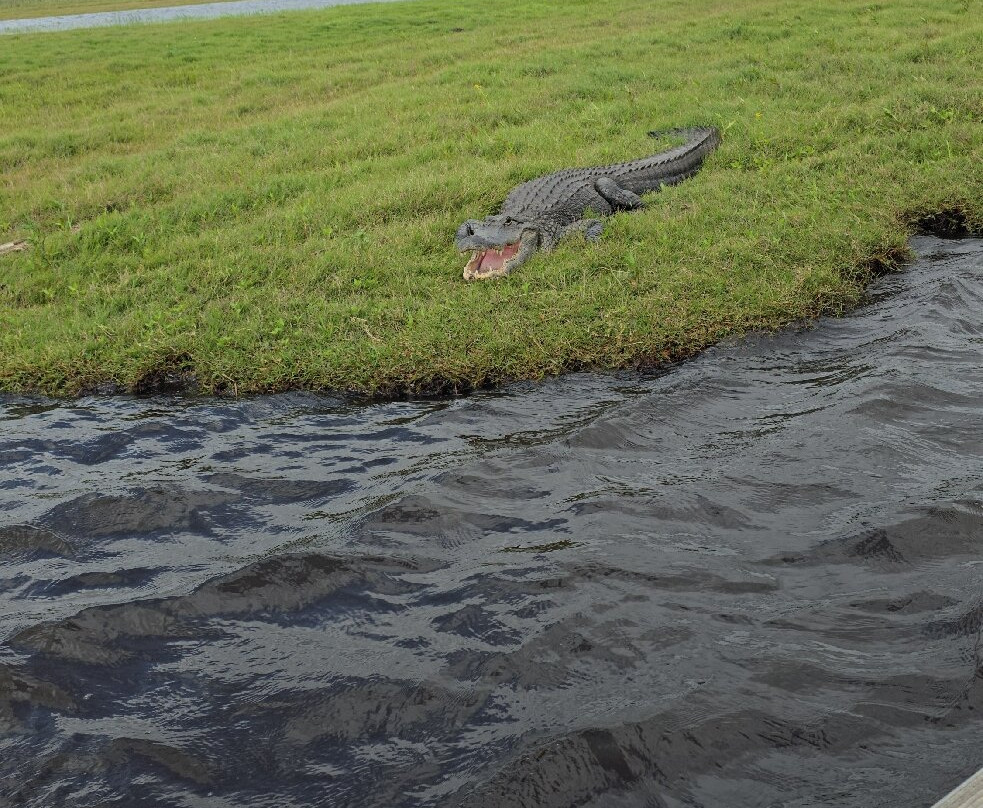 Backwoods Airboat Adventures-Christmas必去景点