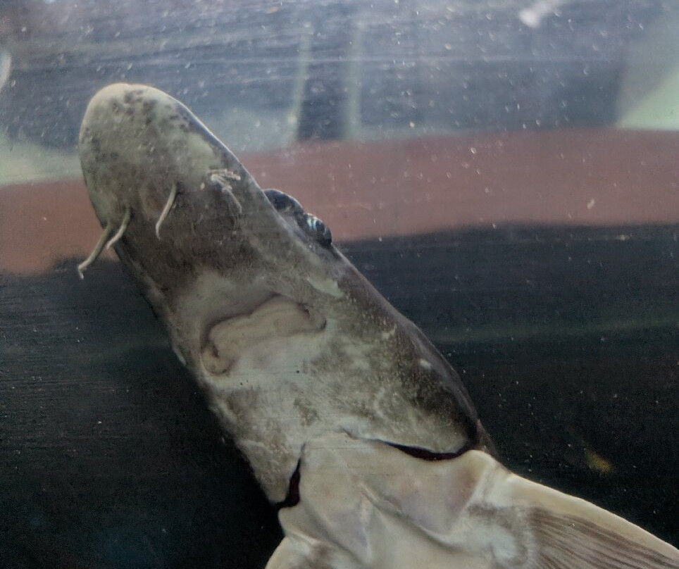 Lakes Aquarium-Newby Bridge必去景点