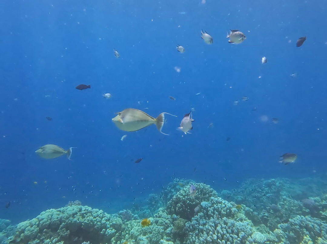 ORCA Dive Club Soma Bay-索马湾必去景点