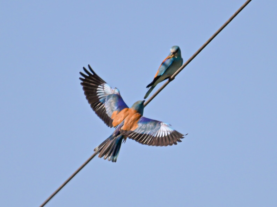 Wings of Hungary - birding and nature tours-凯奇凯梅特必去景点