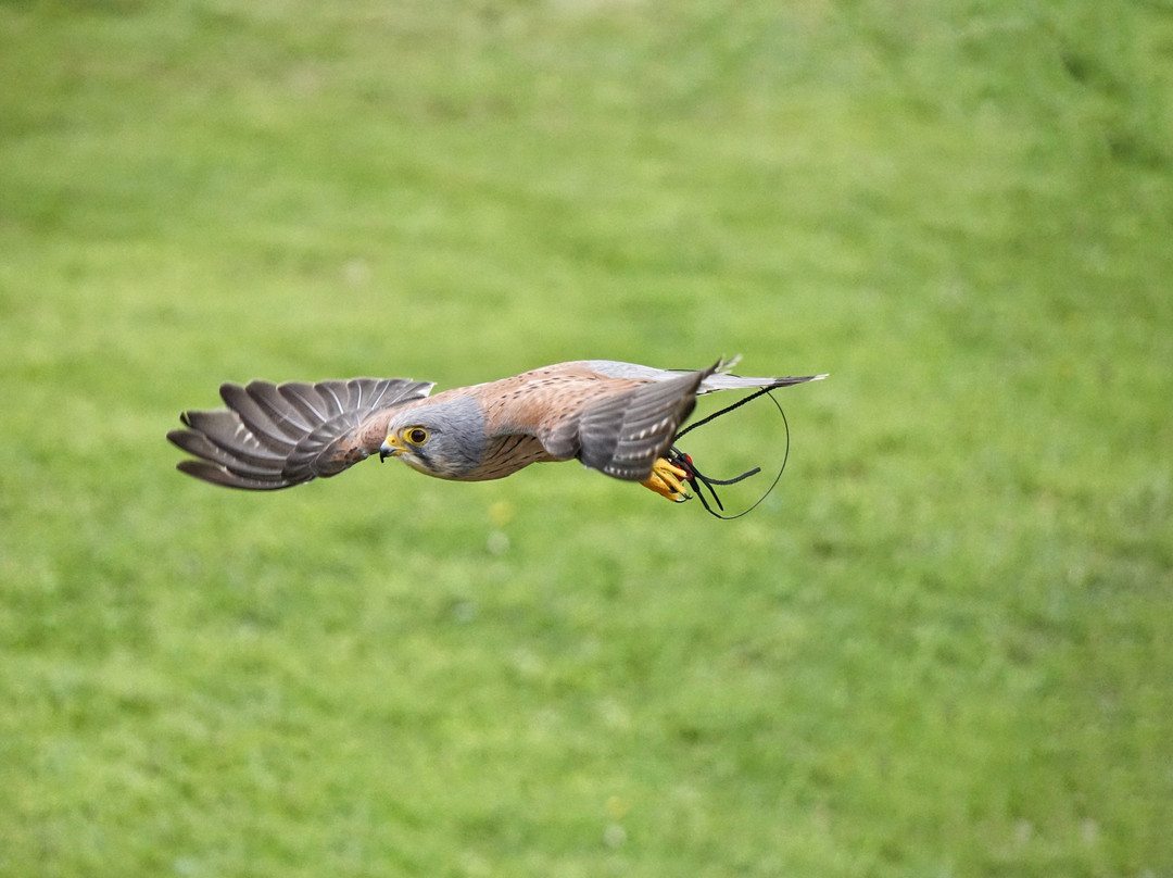 The Falconry Centre-Hagley必去景点
