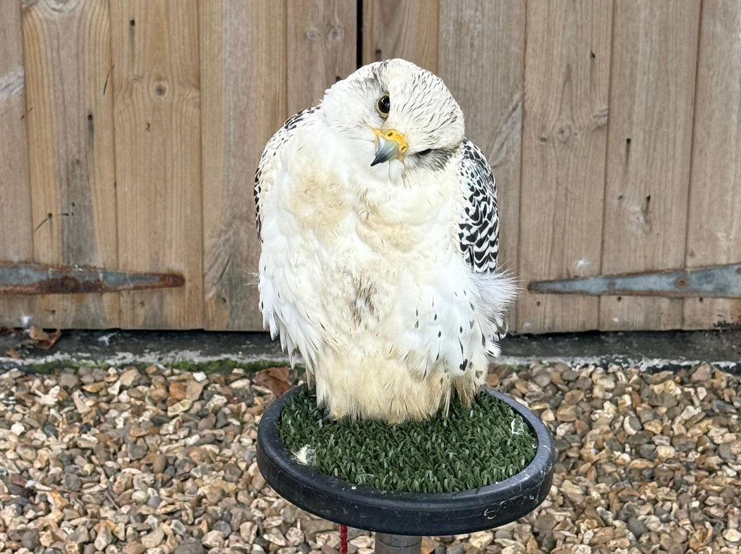 Loch Lomond Bird Of Prey Centre-Balloch必去景点
