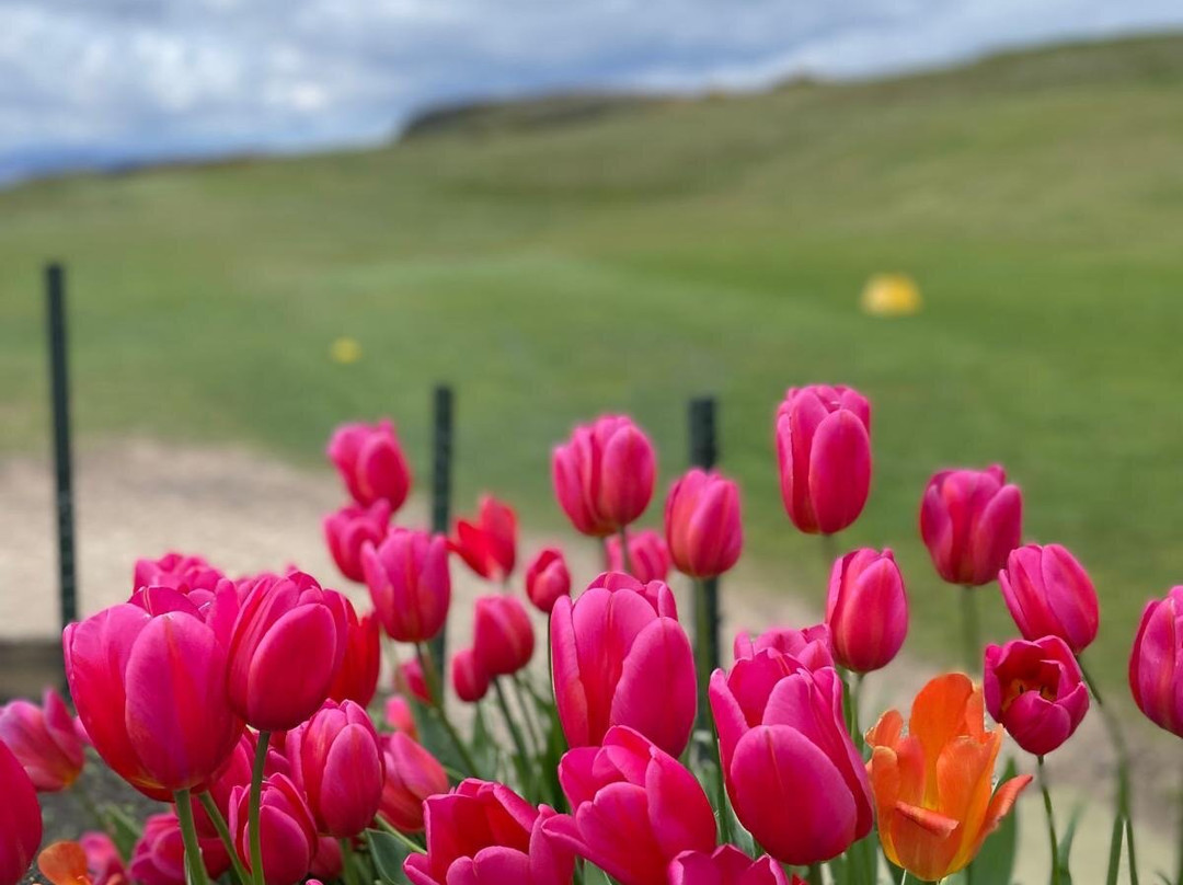 Shiskine Golf and Tennis Club-Isle of Arran必去景点