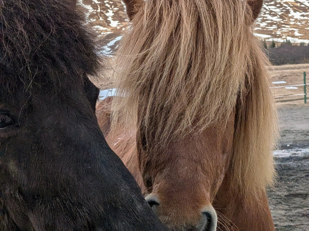 Yogihorse Iceland-Hofsos必去景点